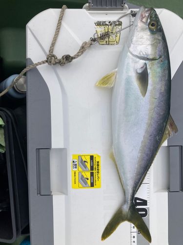 ハマチの釣果