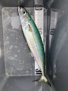 サバの釣果