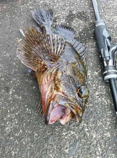 カサゴの釣果