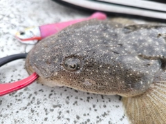 マゴチの釣果