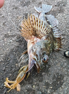 カサゴの釣果