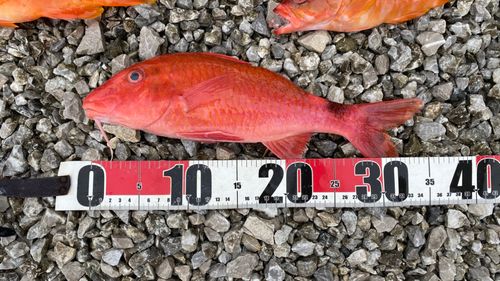ホウライヒメジの釣果