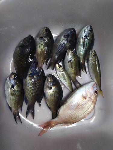 スズメダイの釣果