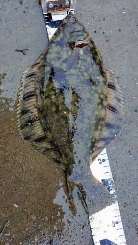 クロガシラガレイの釣果
