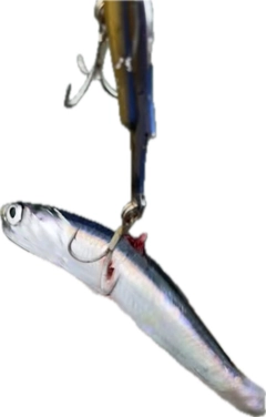 カタクチイワシの釣果