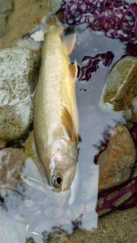 イワナの釣果
