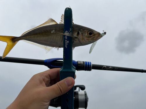 マアジの釣果