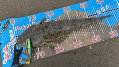 マゴチの釣果
