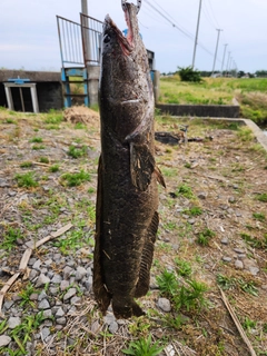 ライギョの釣果