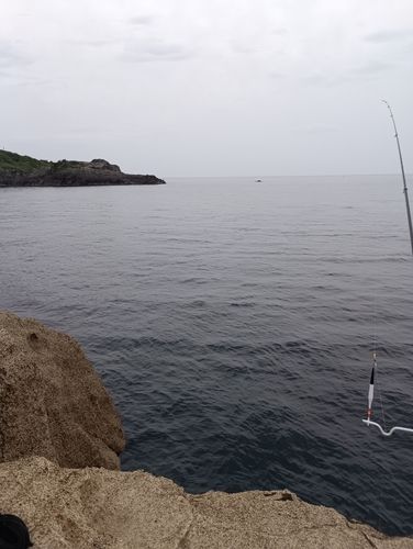 ケンサキイカの釣果