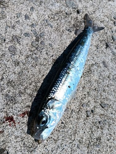 マイワシの釣果