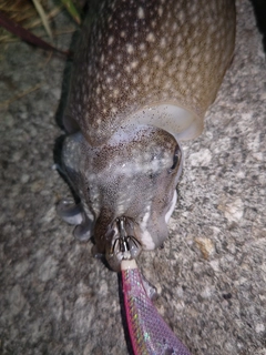 シリヤケイカの釣果