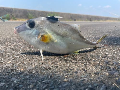 ギマの釣果