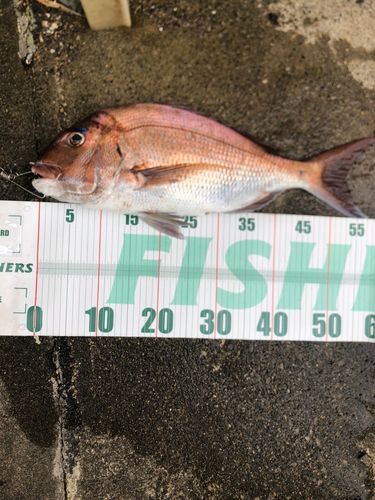 タイの釣果