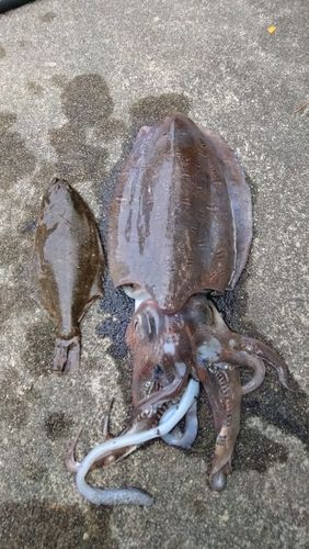 モンゴウイカの釣果