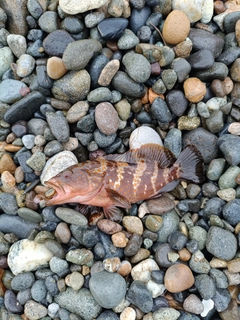 キジハタの釣果