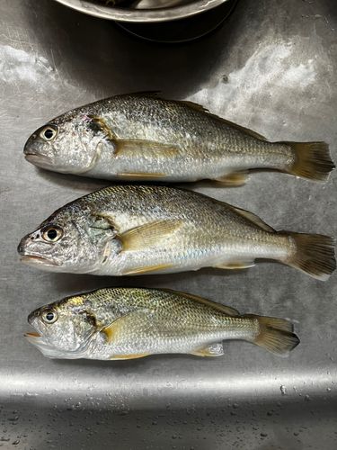 シログチの釣果