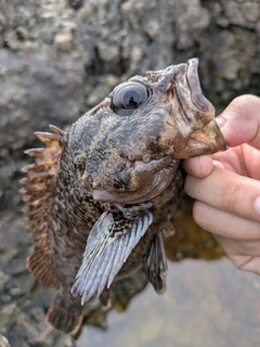 オウゴンムラソイの釣果