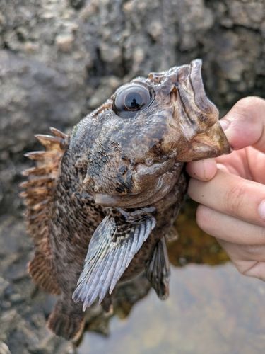 オウゴンムラソイの釣果