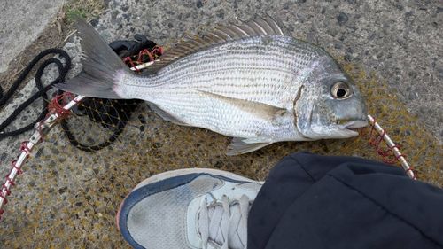 ヘダイの釣果