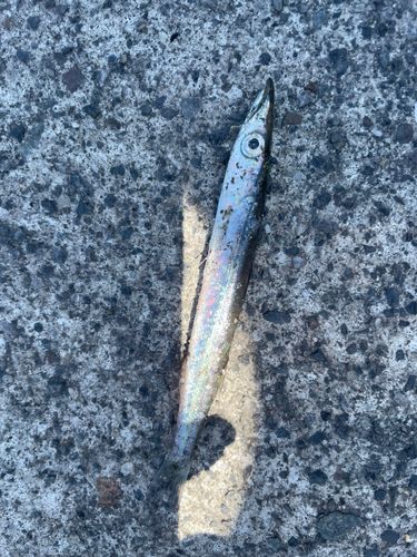 アカカマスの釣果