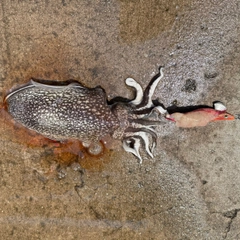 シリヤケイカの釣果