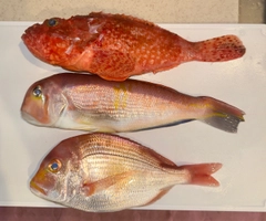 オニカサゴの釣果