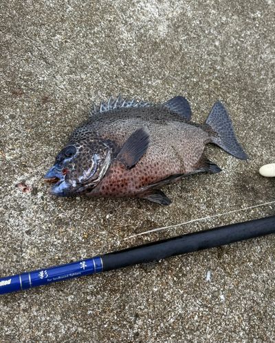 イシガキダイの釣果