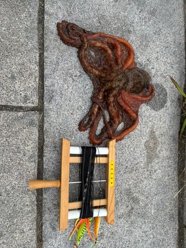 マダコの釣果