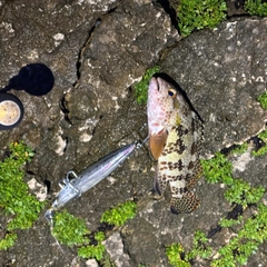 イシガキハタの釣果
