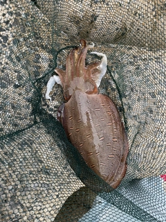 モンゴウイカの釣果