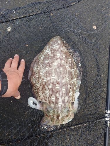 モンゴウイカの釣果