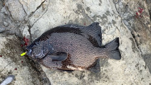 イシガキダイの釣果