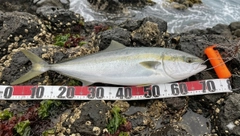ワラサの釣果