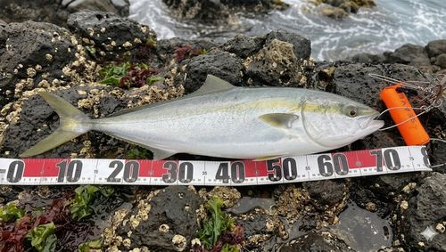 ワラサの釣果