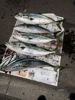 ブリの釣果