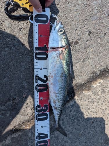 サバの釣果
