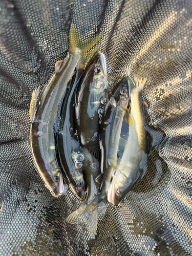 アユの釣果