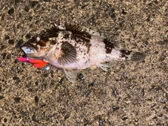 ムラソイの釣果