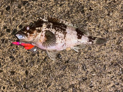 ムラソイの釣果