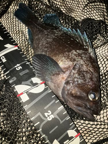 マゾイの釣果