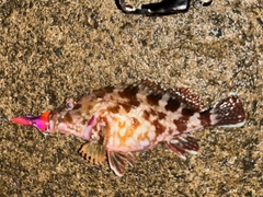 カサゴの釣果