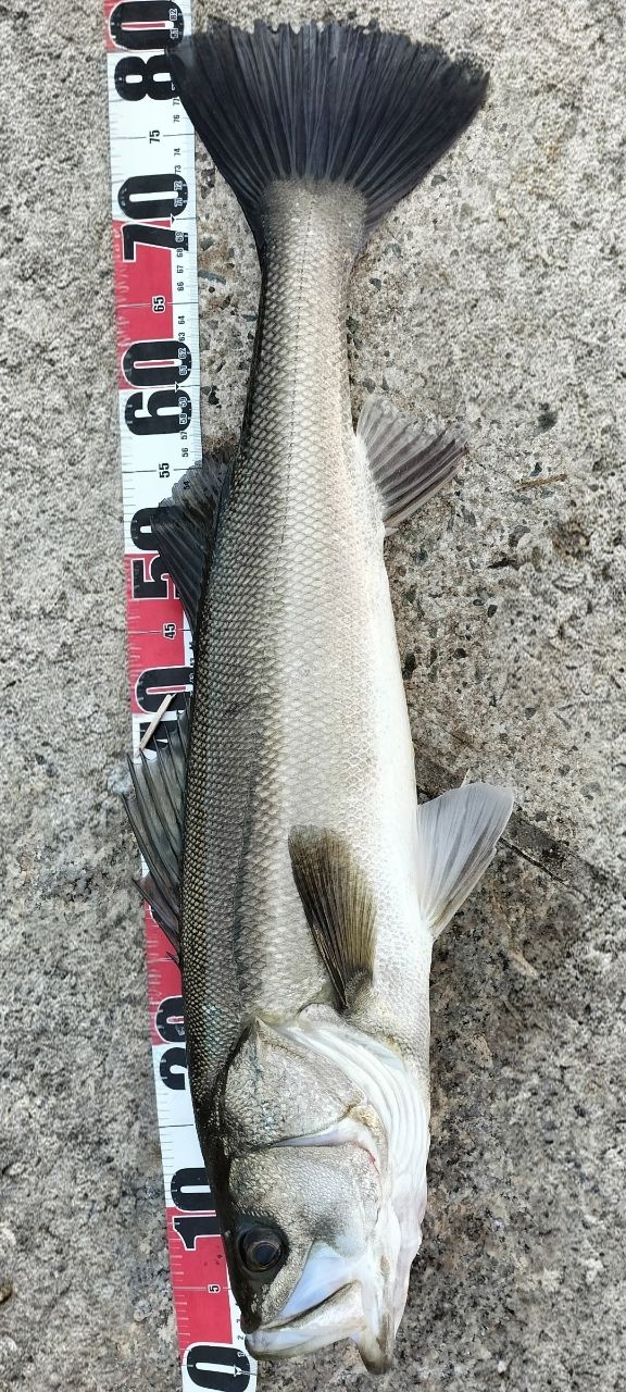 SHIMANO 18ディアルーナ S100MLの最安値・インプレ・釣果 | 本音の