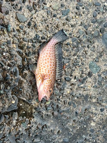 オオモンハタの釣果
