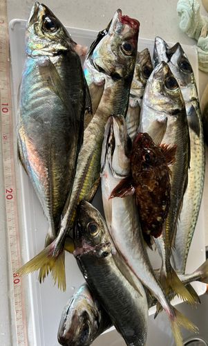 アジの釣果