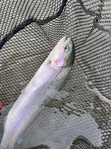 ニジマスの釣果