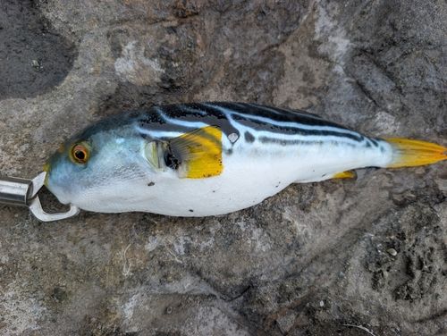 シマフグの釣果
