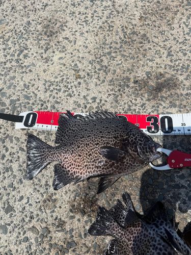 イシガキダイの釣果