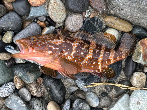 キジハタの釣果