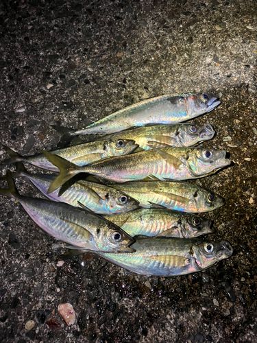 アジの釣果